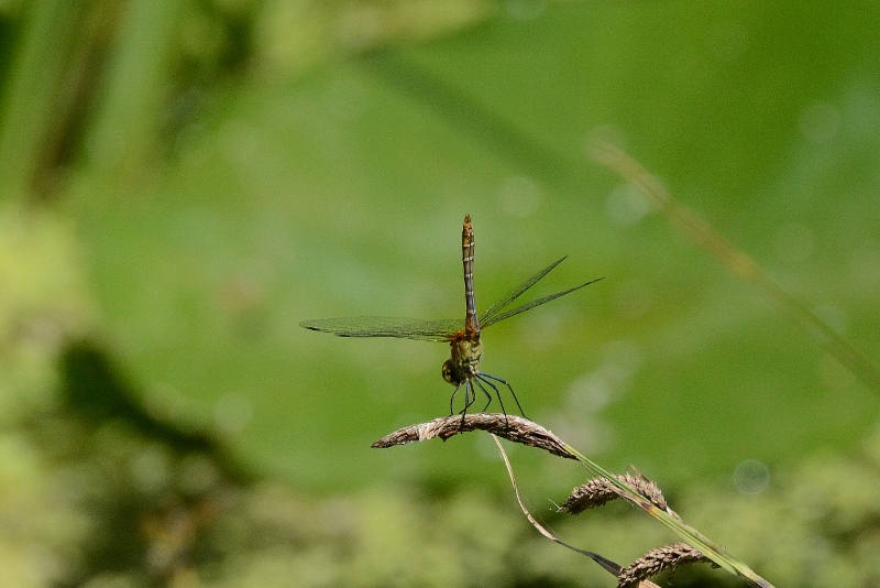 Sympetrum striolatum? no, S. sanguineum